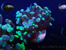 WYSIWYG Euphyllia paraancora (Maricoltura acclimatata sotto LED) 4F6