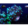 WYSIWYG Euphyllia paraancora (Maricoltura acclimatata sotto LED) 4F6