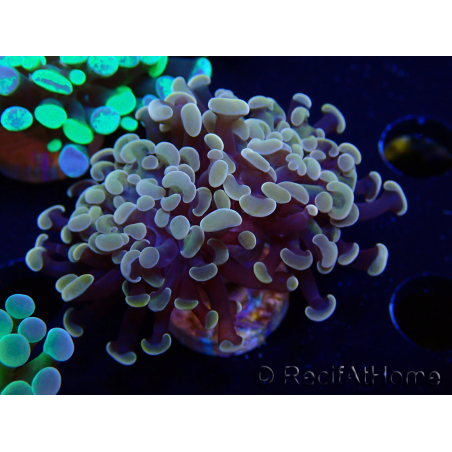 WYSIWYG Euphyllia paraancora (Mariculture acclimaté sous LED) 4F6