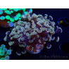WYSIWYG Euphyllia paraancora (Maricoltura acclimatata sotto LED) 4F6