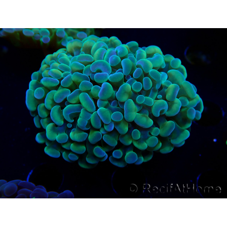 WYSIWYG Euphyllia paraancora (Mariculture acclimaté sous LED) 4F5