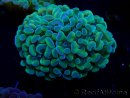 WYSIWYG Euphyllia paraancora (Maricoltura acclimatata sotto LED) 4F5
