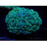 WYSIWYG Euphyllia paraancora (Maricoltura acclimatata sotto LED) 4F5