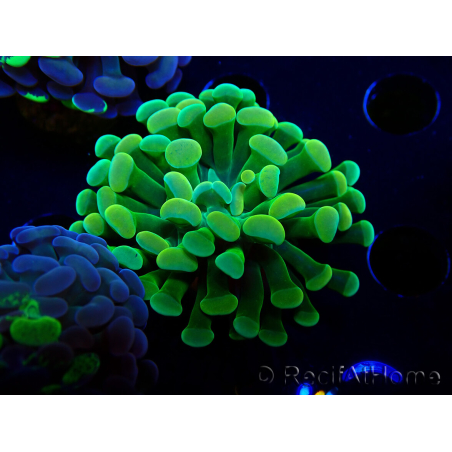WYSIWYG Euphyllia paraancora (Maricultura aclimatada bajo LED) 4F6