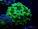 WYSIWYG Euphyllia paraancora (Mariculture acclimated under LED) 4F6