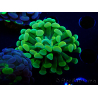 WYSIWYG Euphyllia paraancora (Maricultura aclimatada bajo LED) 4F6
