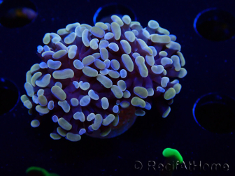 WYSIWYG Euphyllia paraancora (Marikultur akklimatisiert unter LED) 4F10