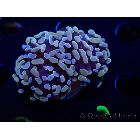 WYSIWYG Euphyllia paraancora (Mariculture acclimaté sous LED) 4F10