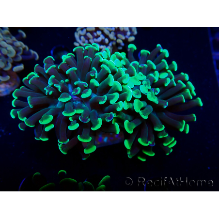 WYSIWYG Euphyllia paraancora (Maricultura acclimatata sotto LED) 4G3