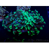 WYSIWYG Euphyllia paraancora (Unter LED akklimatisierte Marikultur) 4G3