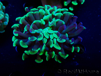WYSIWYG Euphyllia paraancora (Maricultura aclimatada bajo LED) 4G5