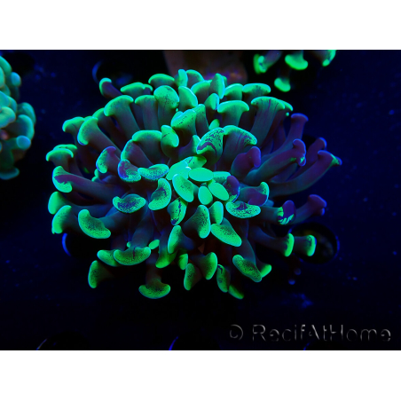 WYSIWYG Euphyllia paraancora (Maricultured acclimated under LED) 4G5
