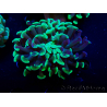 WYSIWYG Euphyllia paraancora (Maricoltura acclimatata sotto LED) 4G5