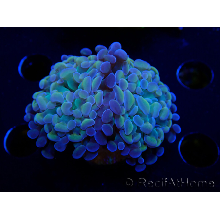 WYSIWYG Euphyllia paraancora (Maricoltura acclimatata sotto LED) 4G6