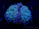 WYSIWYG Euphyllia paraancora (Maricultura aclimatada bajo LED) 4G6