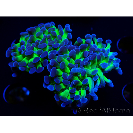 WYSIWYG Euphyllia paraancora (Mariculture acclimaté sous LED) 4G6