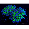 WYSIWYG Euphyllia paraancora (Mariculture acclimaté sous LED) 4G10