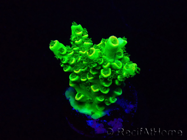 WYSIWYG AcroporaMariculture acclimaté led