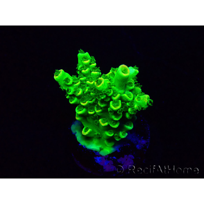 WYSIWYG AcroporaMariculture acclimaté led