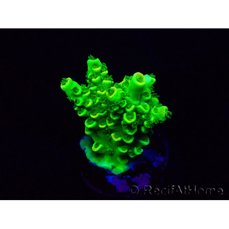 WYSIWYG Acropora tenuis 15L4 Mariculture acclimaté led