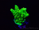 WYSIWYG AcroporaMariculture acclimaté led