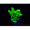 WYSIWYG Acropora tenuis 15L4 Mariculture acclimaté led