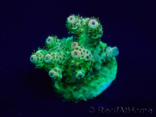 WYSIWYG Acropora Mariculture acclimated LED