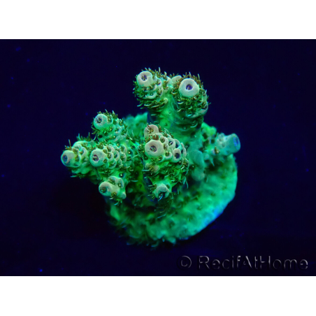 WYSIWYG Acropora Australia aclimatado led