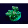 WYSIWYG Acropora Australia aclimatado led