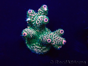 WYSIWYG Acropora millepora Mariculture acclimaté led
