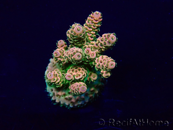 WYSIWYG Acropora akklimatisiert LED
