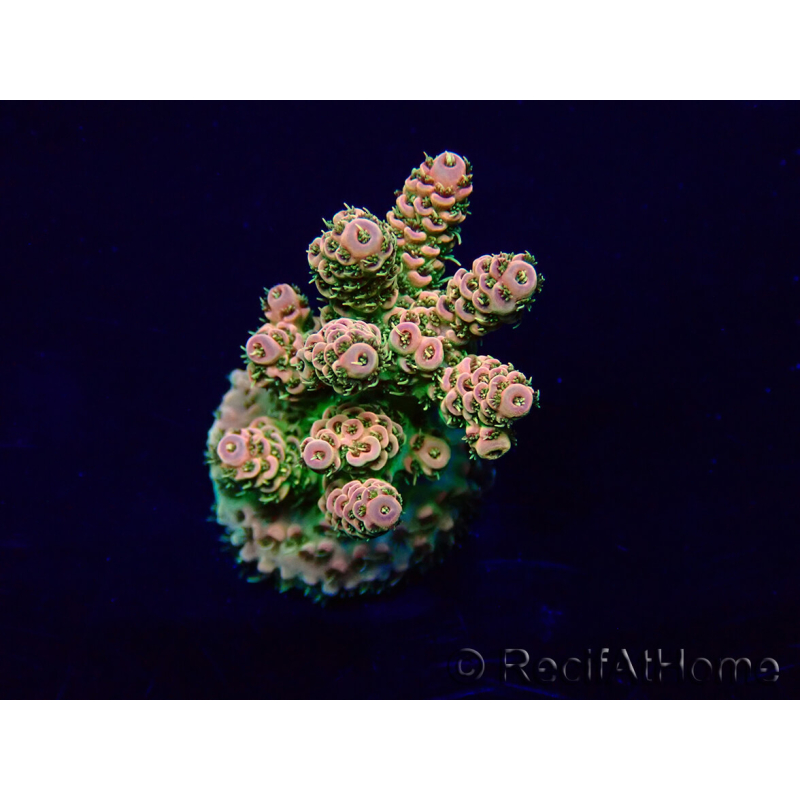 WYSIWYG Acropora Fidji acclimaté led