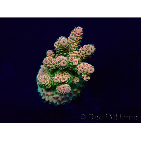 WYSIWYG Acropora akklimatisiert LED