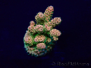WYSIWYG Acropora akklimatisiert LED