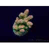 WYSIWYG Acropora hyacinthus 15L7 Mariculture acclimaté led