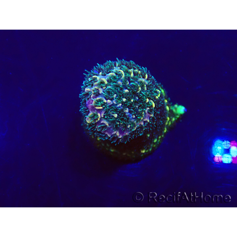 WYSIWYG Acropora Mariculture acclimaté led
