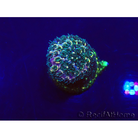 WYSIWYG Acropora Mariculture acclimaté led