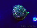 WYSIWYG Acropora Mariculture acclimated LED
