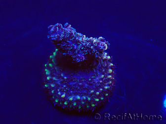 WYSIWYG Acropora Fidji led OK