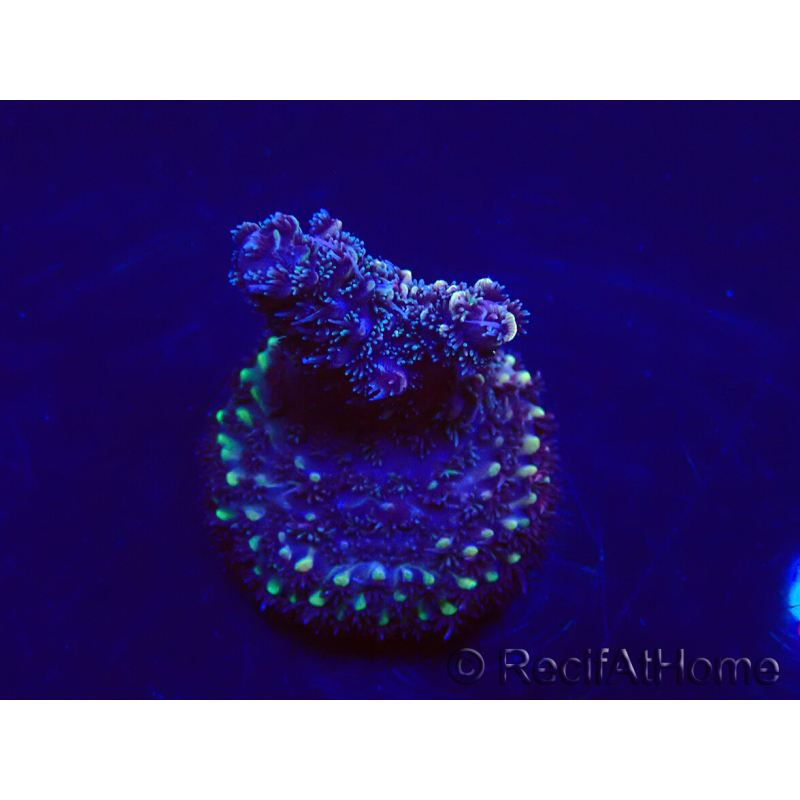 WYSIWYG Acropora Fidji led OK