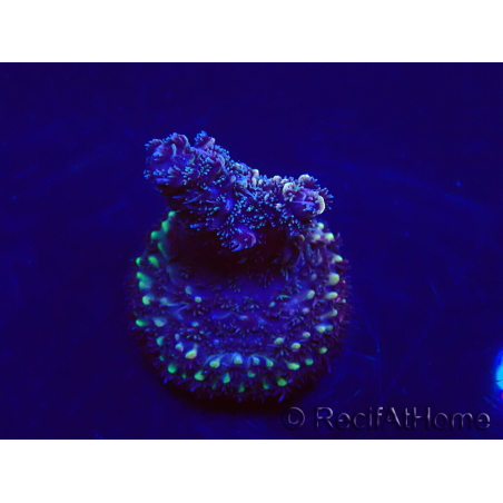 WYSIWYG Acropora akklimatisiert LED