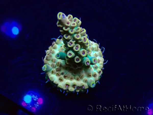 WYSIWYG Acropora Maricoltura acclimatata a LED