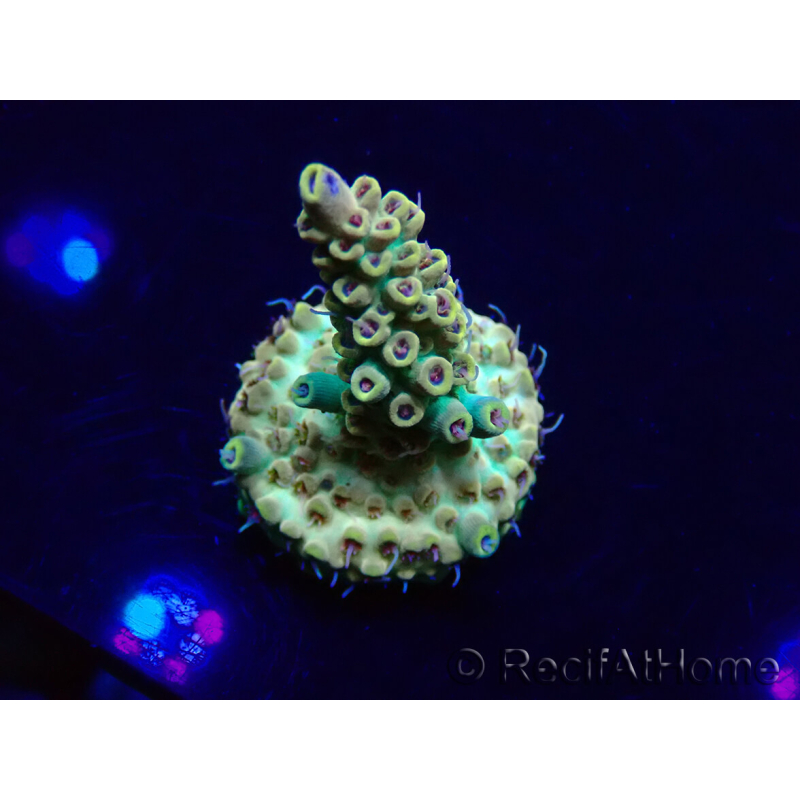WYSIWYG Acropora Maricoltura acclimatata a LED