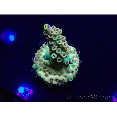WYSIWYG Acropora Maricoltura acclimatata a LED