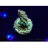 WYSIWYG Acropora Maricoltura acclimatata a LED