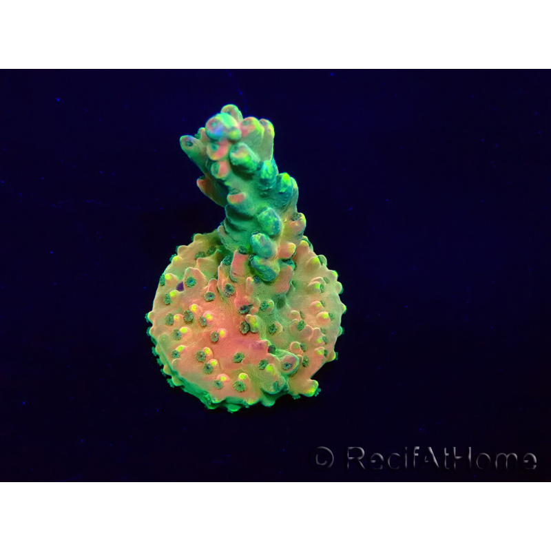 WYSIWYG Acropora Maricultuur geacclimatiseerd LED