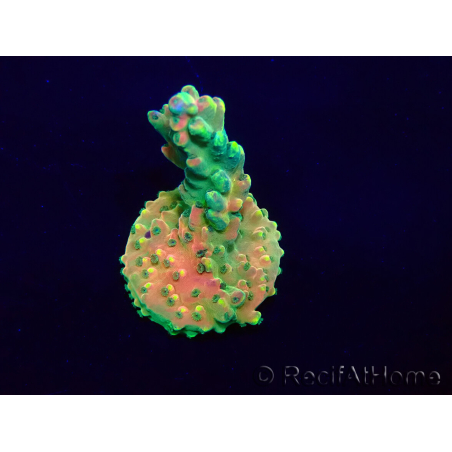 WYSIWYG Acropora Maricultuur geacclimatiseerd LED