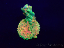 WYSIWYG Acropora Maricultuur geacclimatiseerd LED