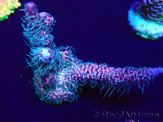 WYSIWYG Acropora millepora 15M1 Mariculture acclimaté led