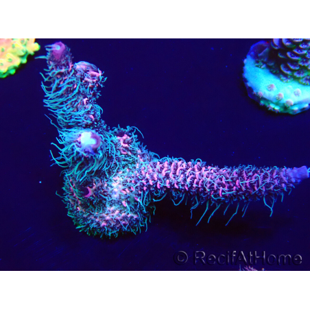 WYSIWYG Acropora millepora Fidji acclimaté led